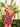 Valentina | Feather Off The Shoulder Homecoming Dress | Primavera Couture 4058