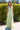 Delphine | Plunging Neckline Tulle A Line Gown | Ladivine SE005